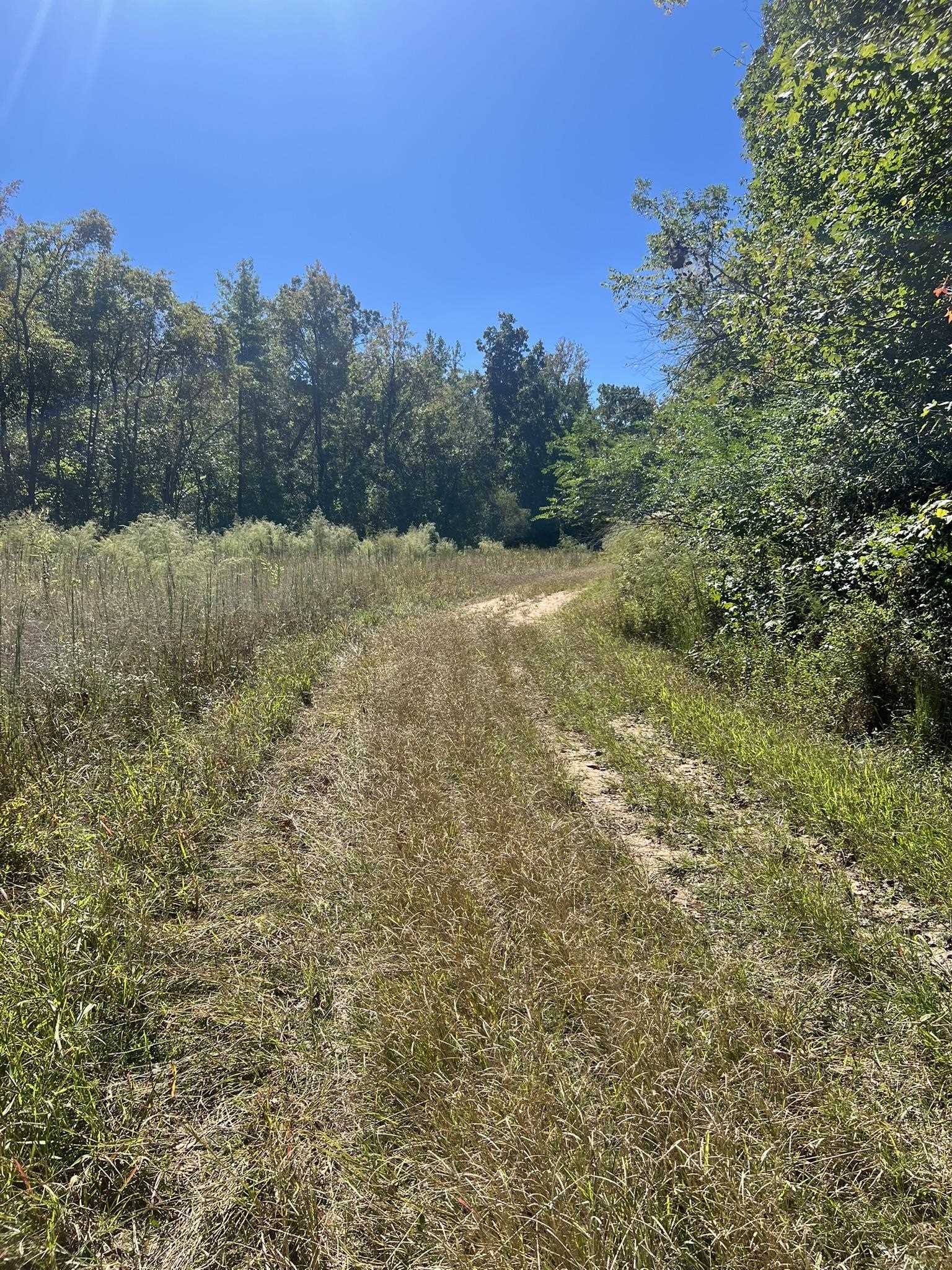 0 Walls Road Somerville, TN 38068 - Photo 5 of 15 a view of outdoor space and trees