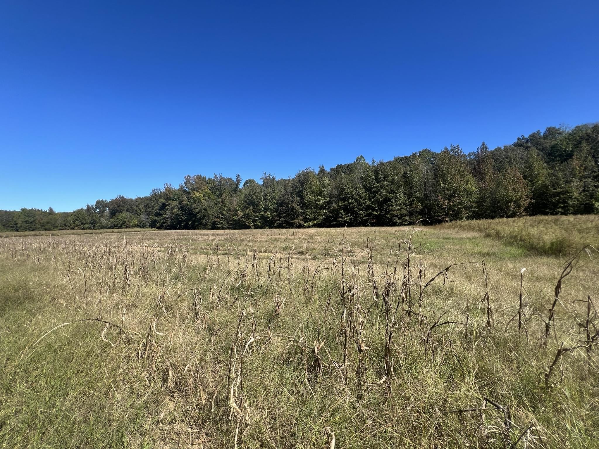 0 Walls Road Somerville, TN 38068 - Photo 9 of 15