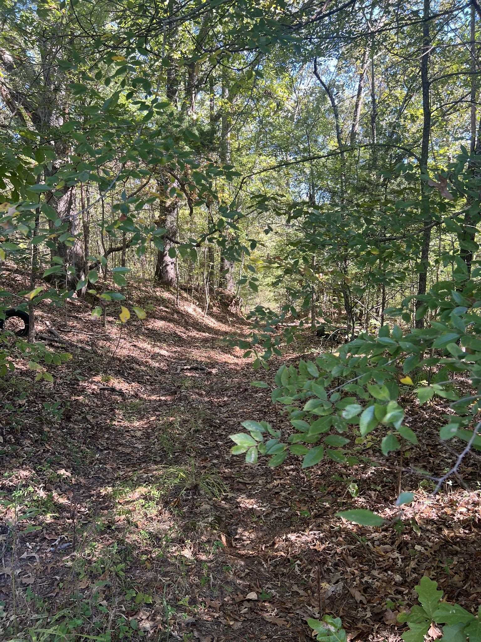 0 Walls Road Somerville, TN 38068 - Photo 10 of 15 a backyard of a house with lots of plants