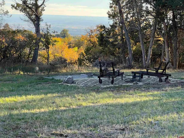 a view of a park with large trees