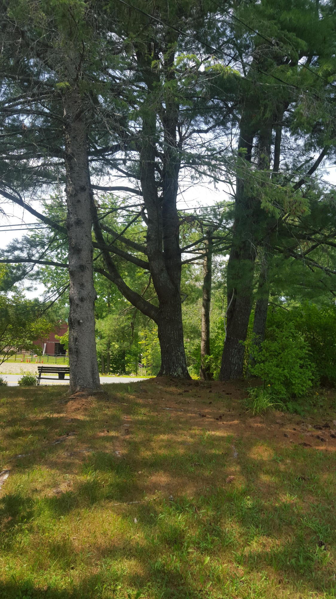 3183 Bennoch Road Old Town, ME 04468 - Photo 26 of 36 20180808_120847