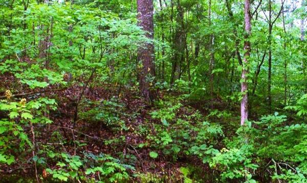 1.3-acre North Gamble Road Jasper, AL 35503 - Photo 1 of 1 Gallery Image 1