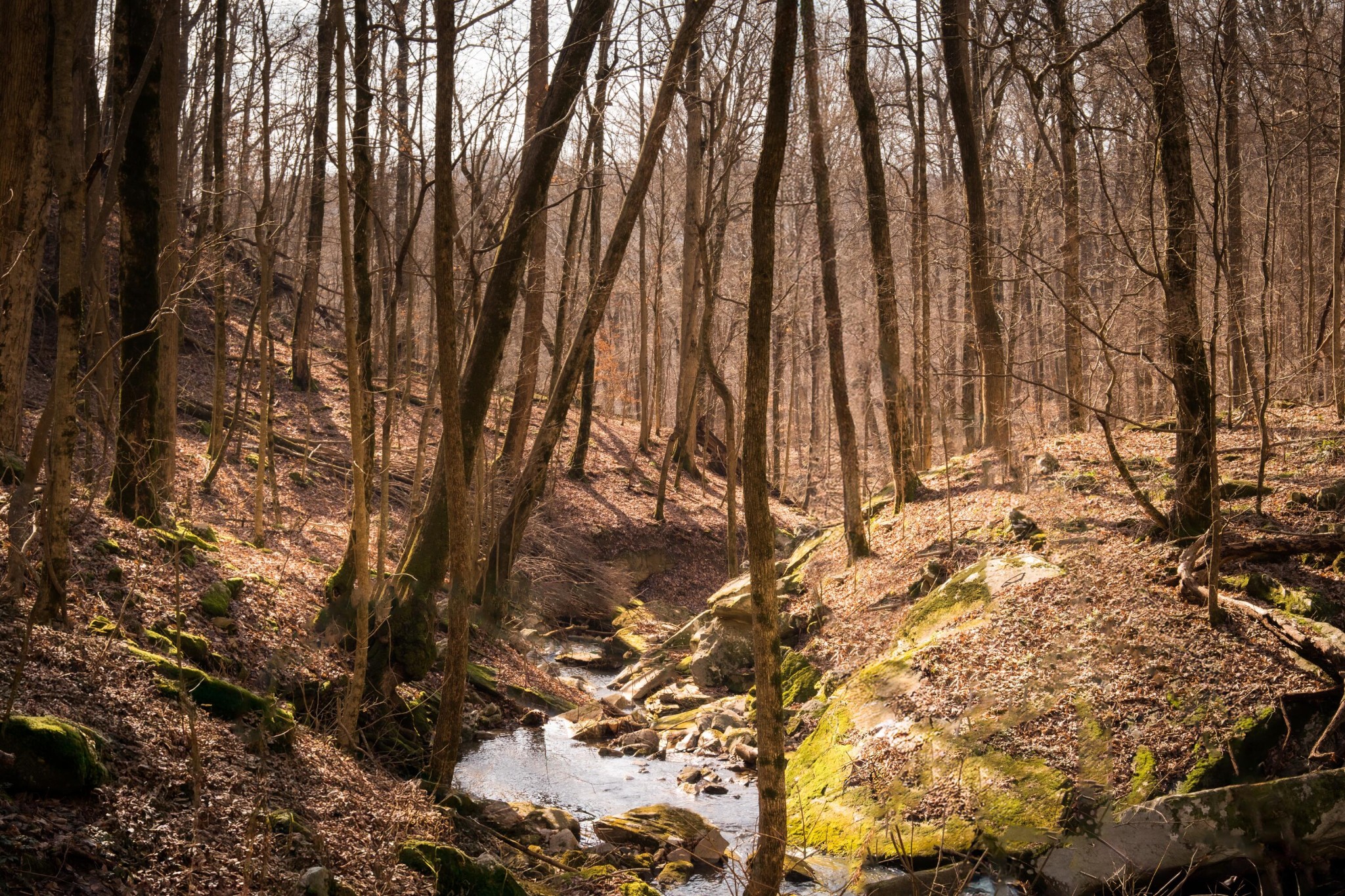 0 Deer Run Road Altamont, TN 37301 - Photo 13 of 47 Gallery Image 13