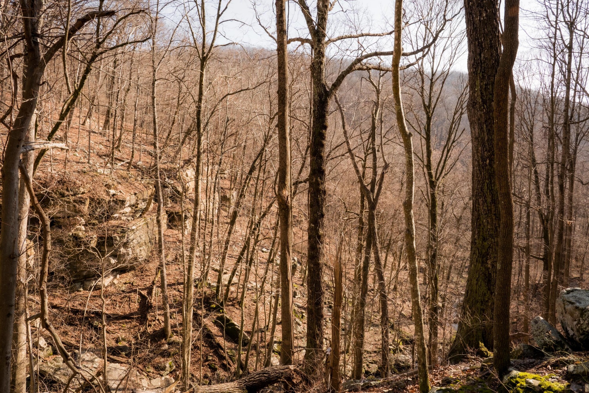 0 Deer Run Road Altamont, TN 37301 - Photo 17 of 47 Gallery Image 17