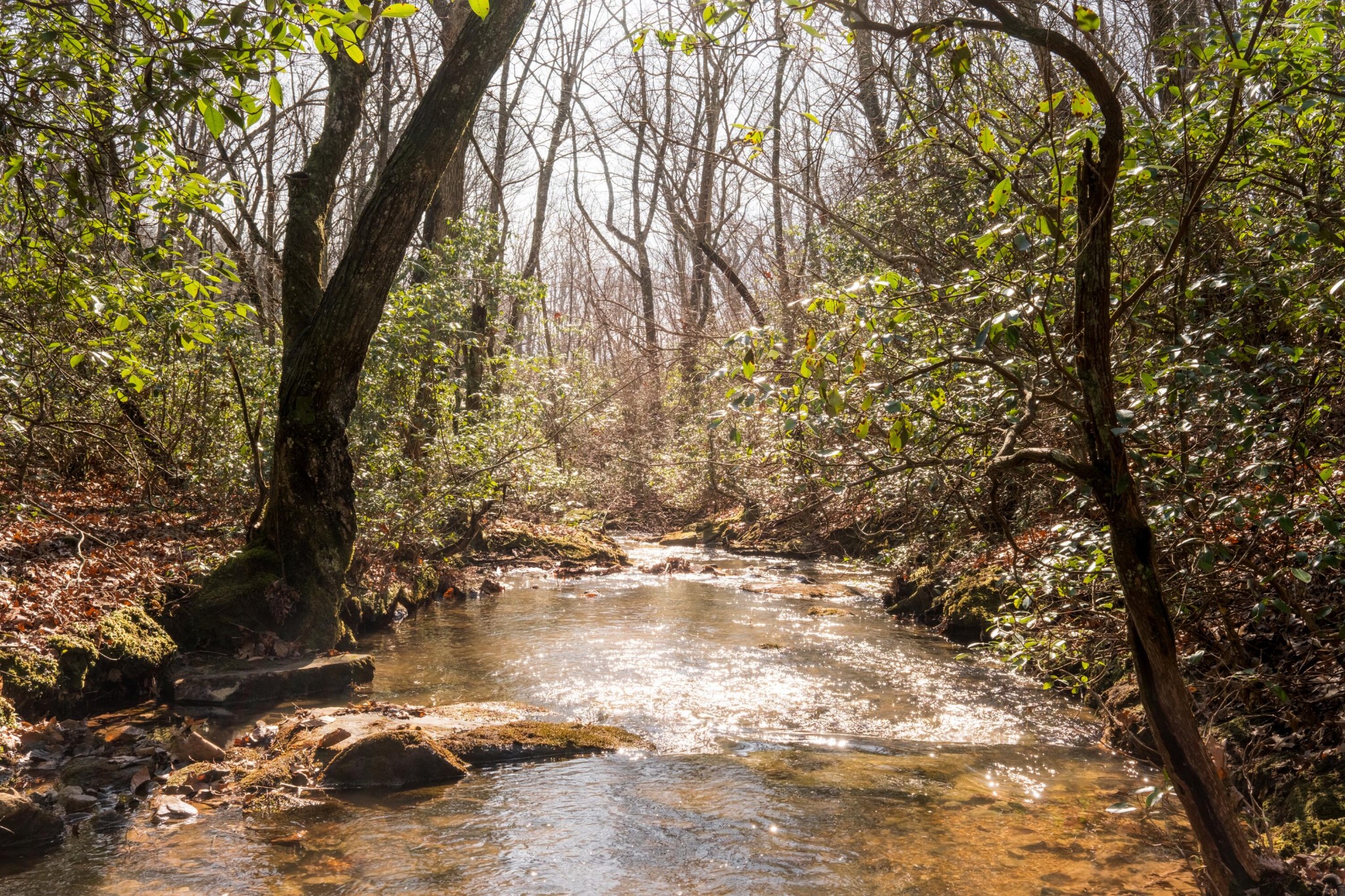 0 Deer Run Road Altamont, TN 37301 - Photo 18 of 47 Gallery Image 18