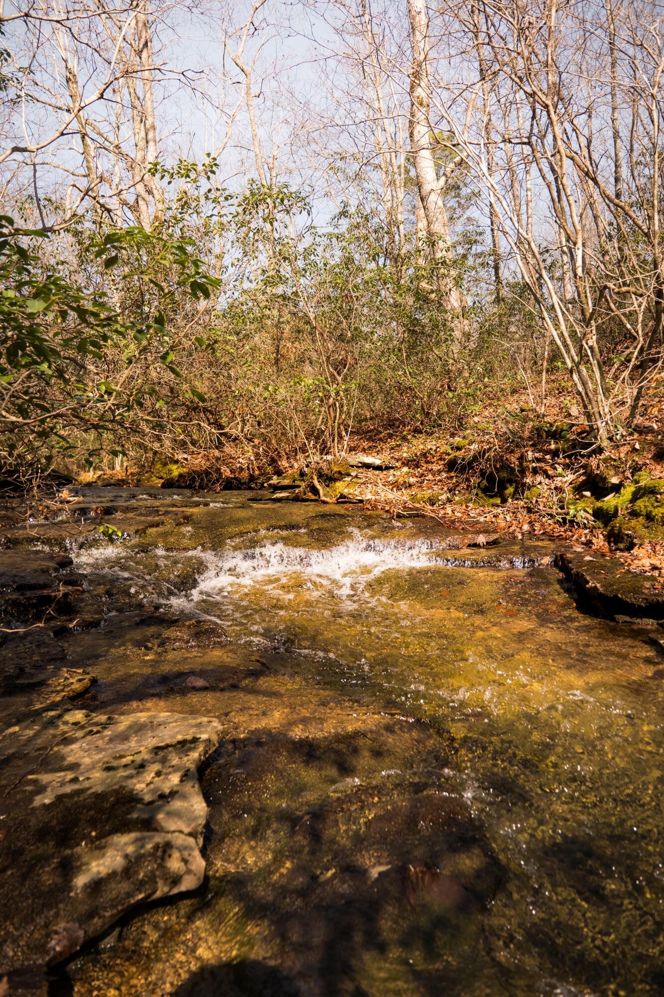 0 Deer Run Road Altamont, TN 37301 - Photo 19 of 47 Gallery Image 19