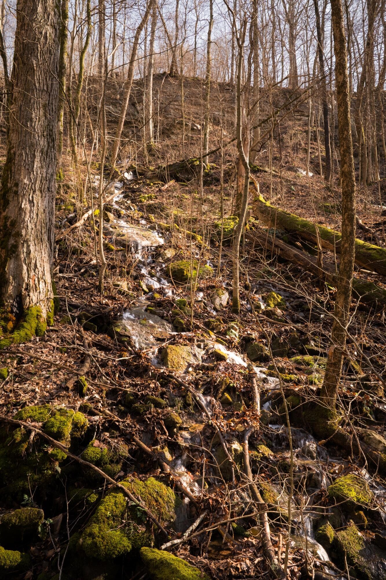 0 Deer Run Road Altamont, TN 37301 - Photo 20 of 47 Gallery Image 20
