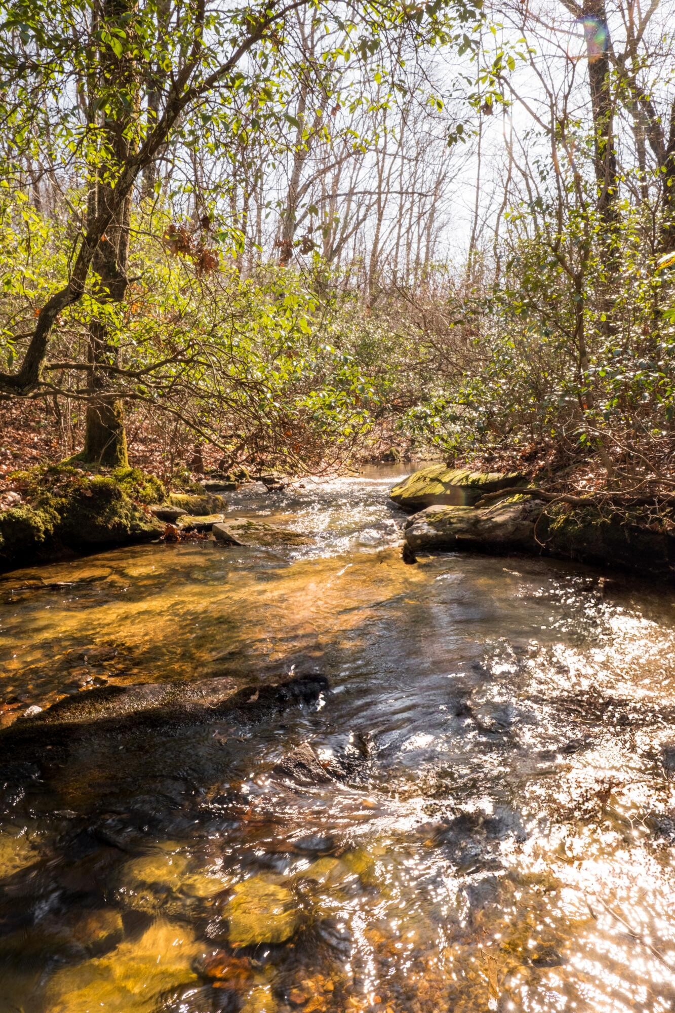 0 Deer Run Road Altamont, TN 37301 - Photo 23 of 47 Gallery Image 23