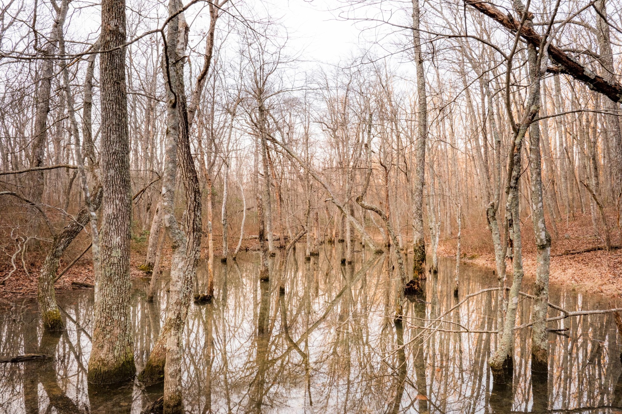 0 Deer Run Road Altamont, TN 37301 - Photo 26 of 47 Gallery Image 26