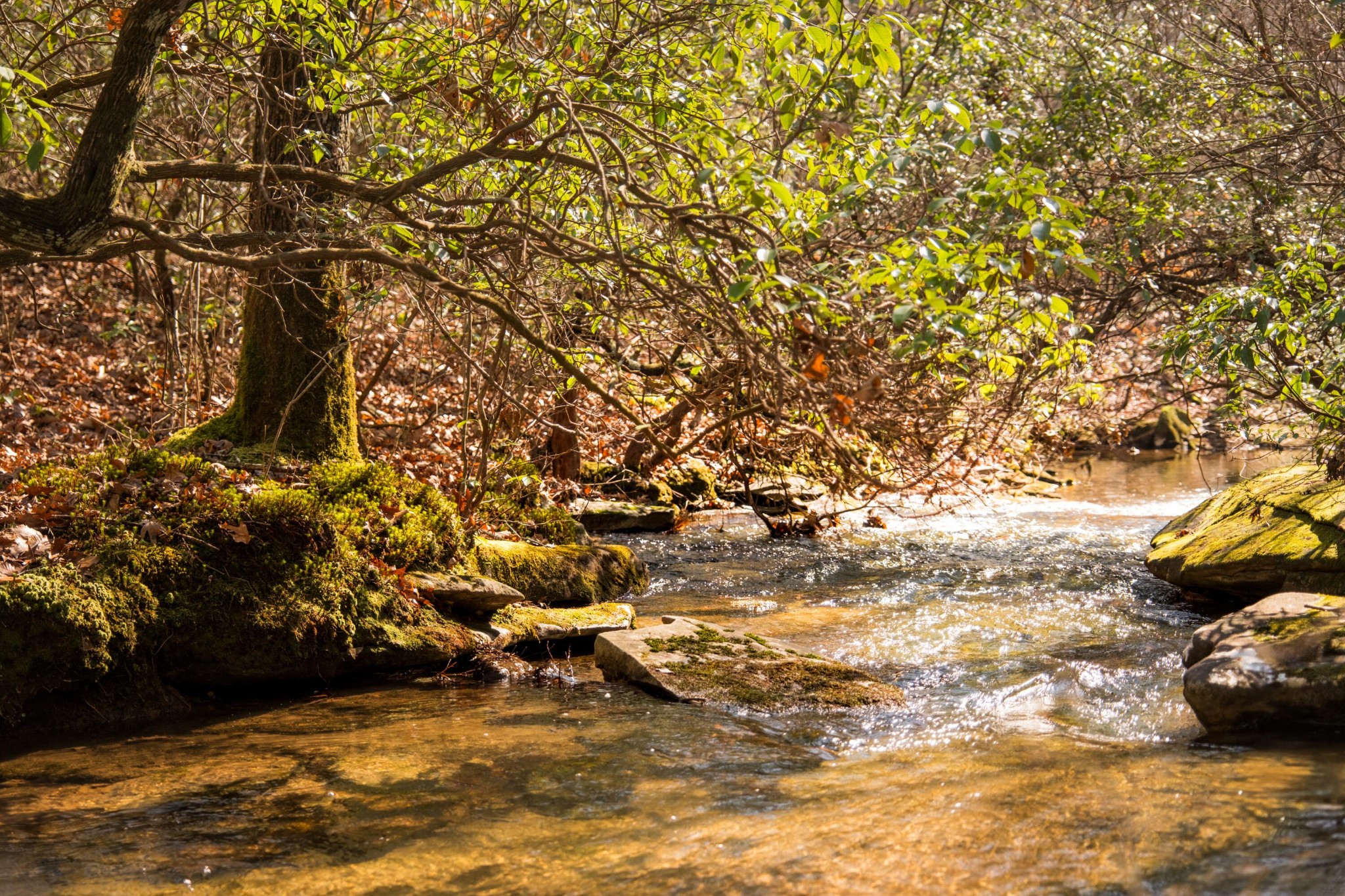 0 Deer Run Road Altamont, TN 37301 - Photo 3 of 47 Gallery Image 3