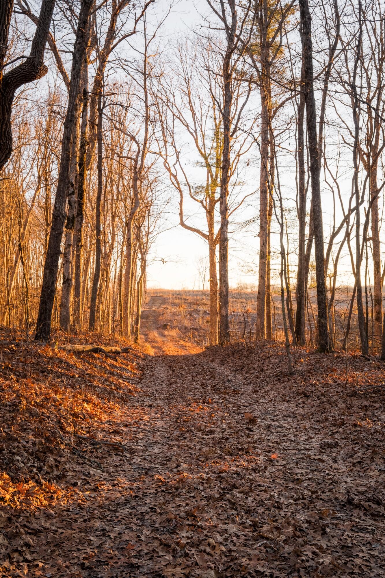 0 Deer Run Road Altamont, TN 37301 - Photo 35 of 47 Gallery Image 35