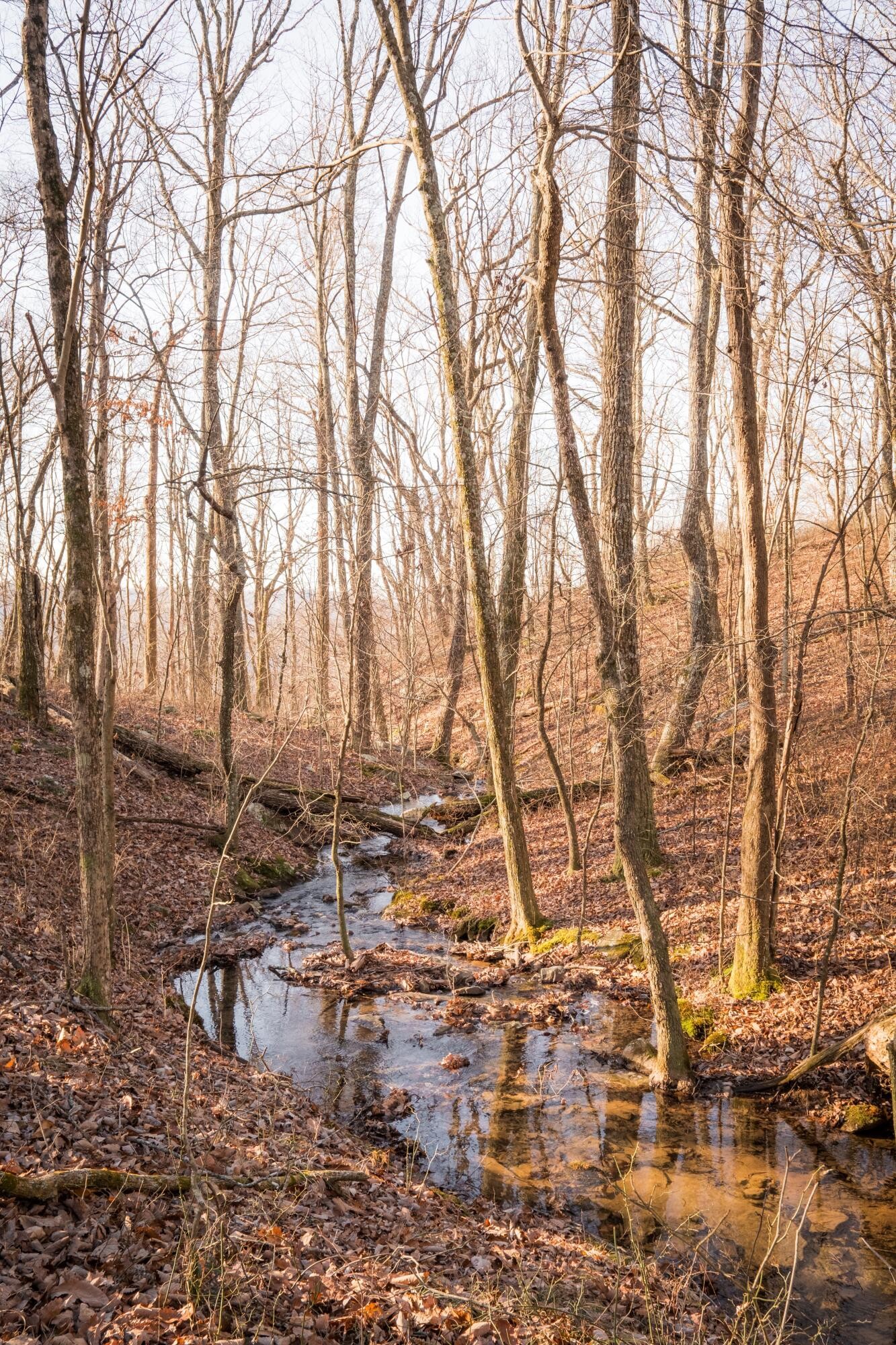0 Deer Run Road Altamont, TN 37301 - Photo 41 of 47 Gallery Image 41