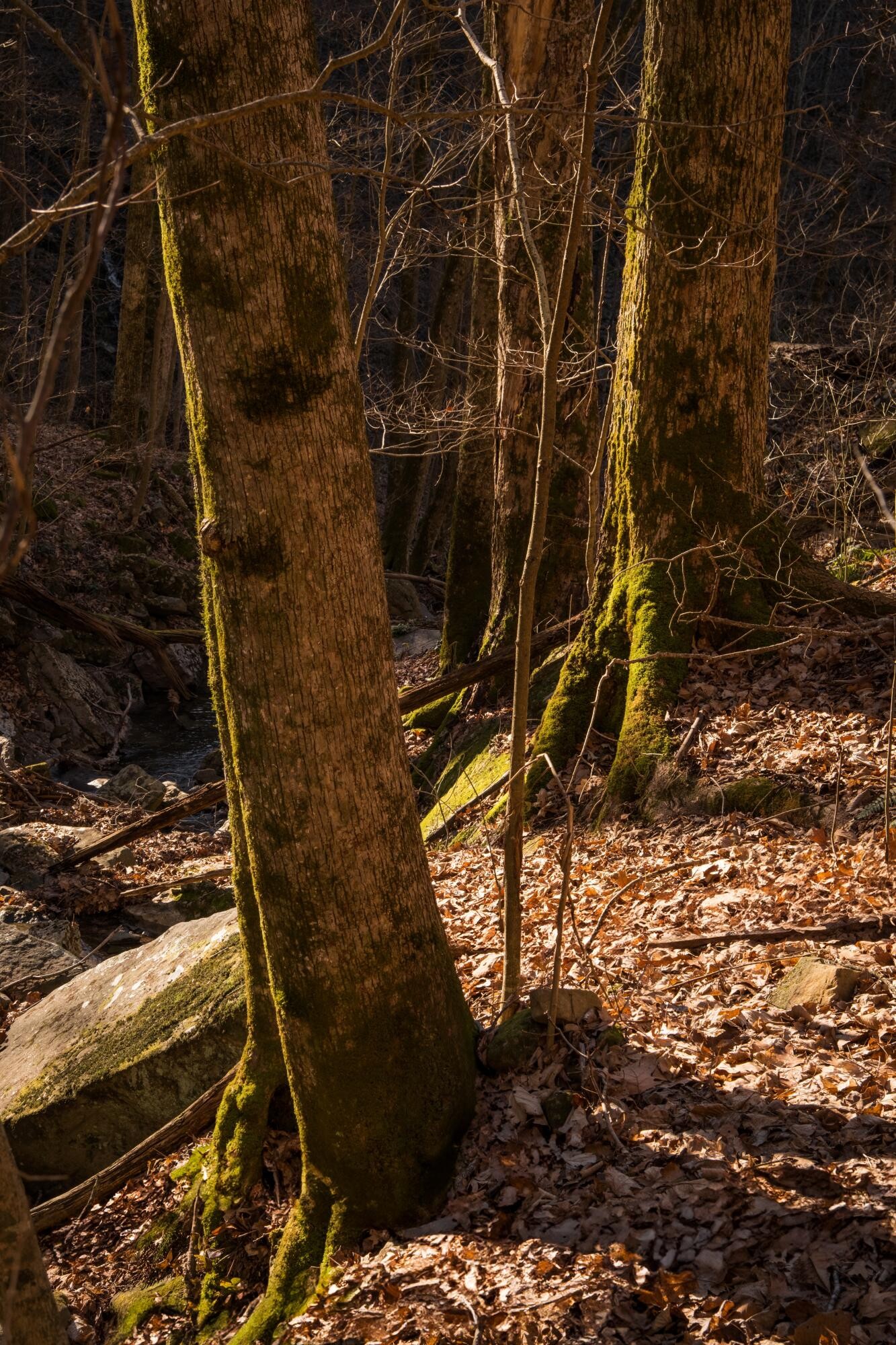 0 Deer Run Road Altamont, TN 37301 - Photo 43 of 47 Gallery Image 43