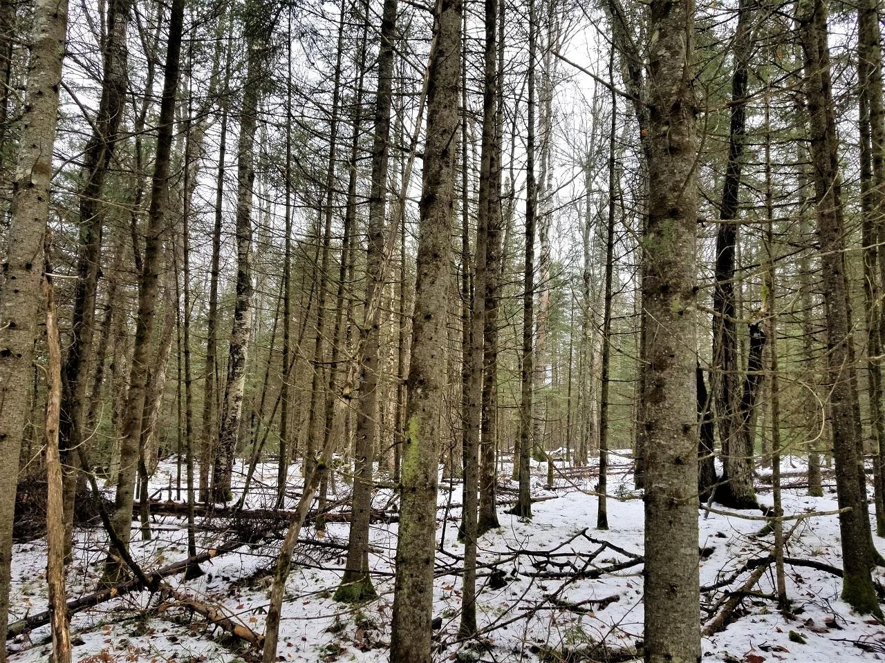 Lot 1 Weber Lake Road Mercer, WI 54547 - Photo 6 of 15 Gallery Image 6