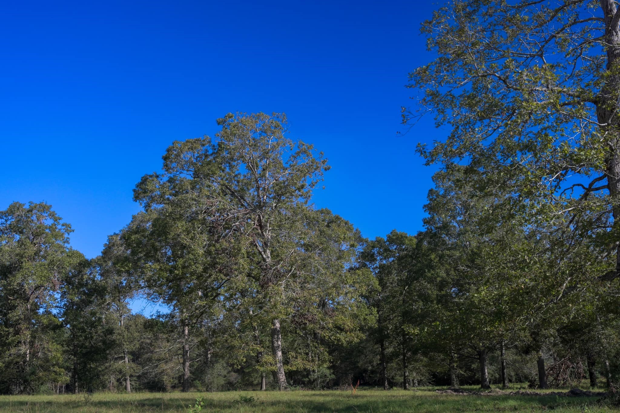 Lot 5-block Olde Homestead Lane Road Willis, TX 77378 - Photo 2 of 4 a view of a tree with a yard