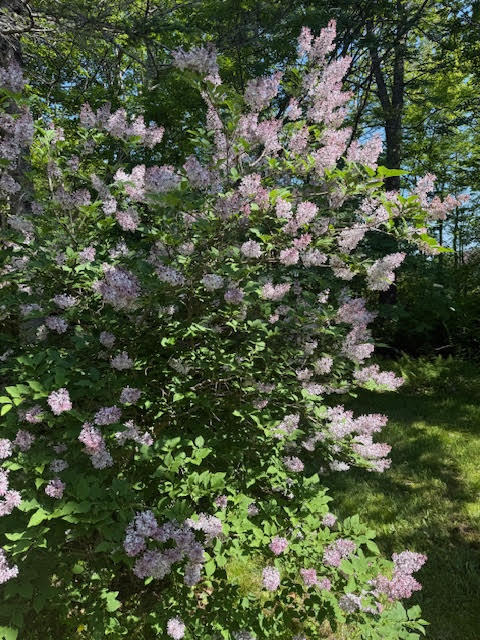 1041-1046 Cape Jellison Road Stockton Springs, ME 04981 - Photo 62 of 72 unnamed (94)