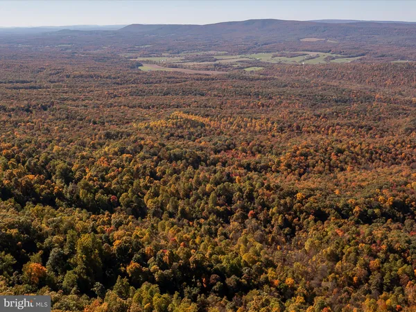 a view of a forest with a tree