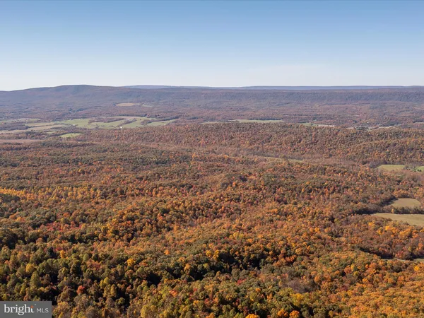 a view of a forest with trees