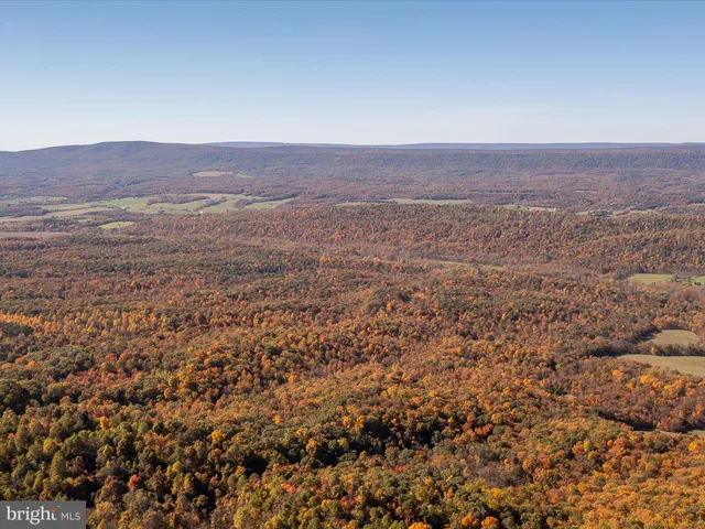 a view of a forest with trees