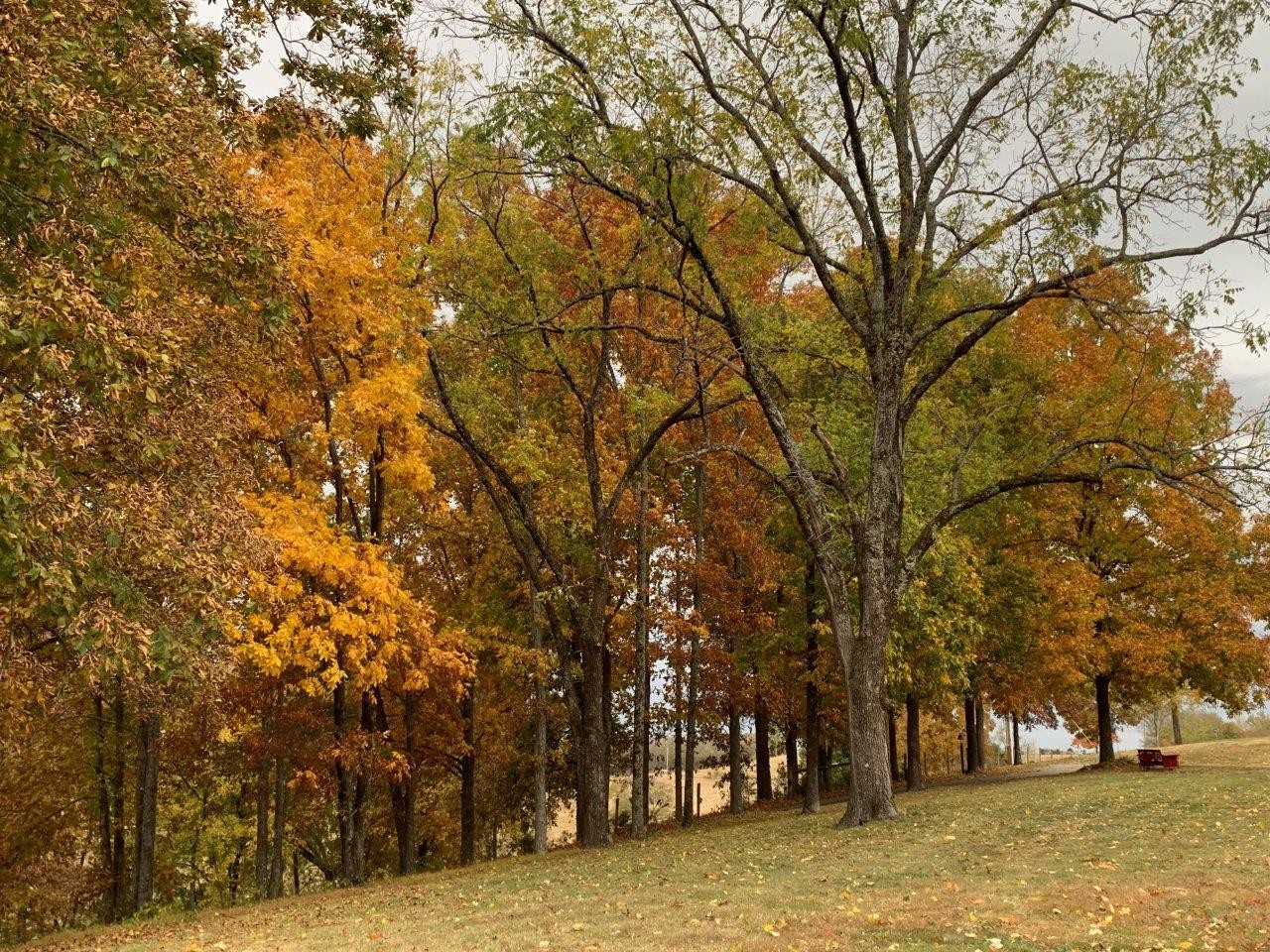 73 Savannah Road Ardmore, TN 38449 - Photo 49 of 51