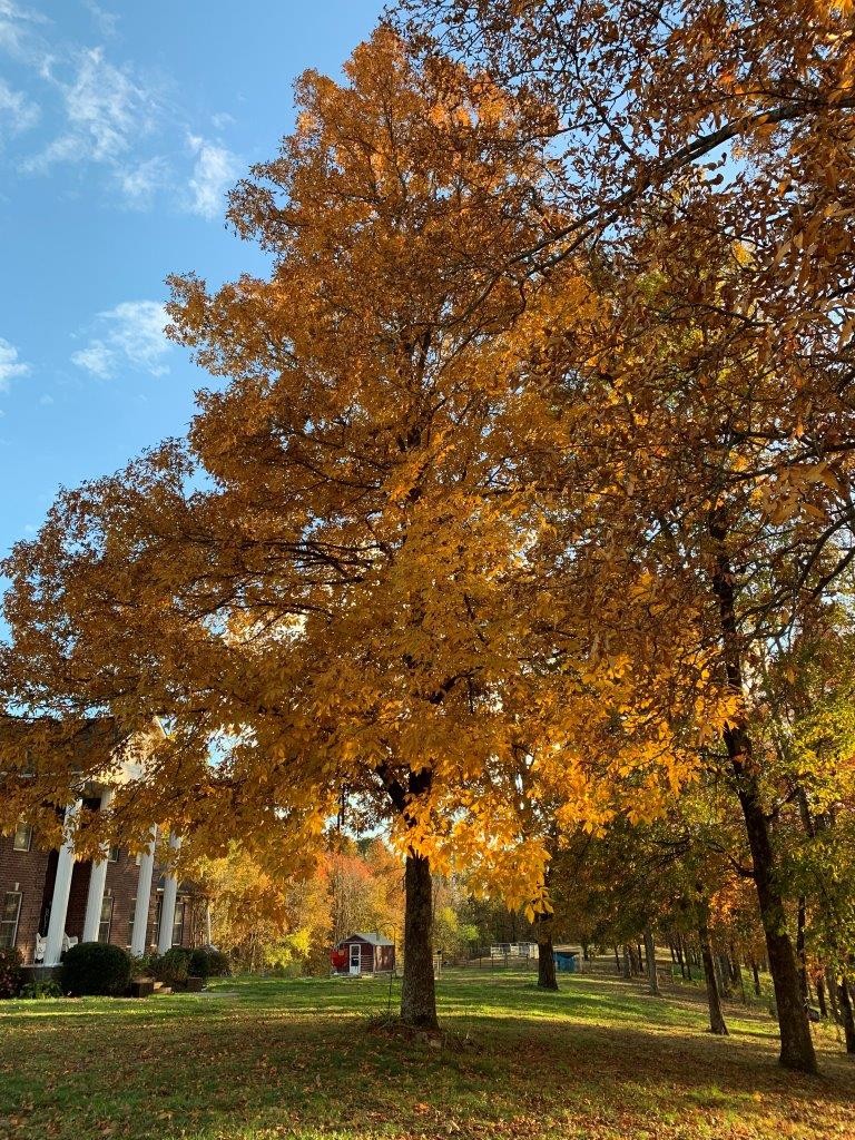 73 Savannah Road Ardmore, TN 38449 - Photo 50 of 51