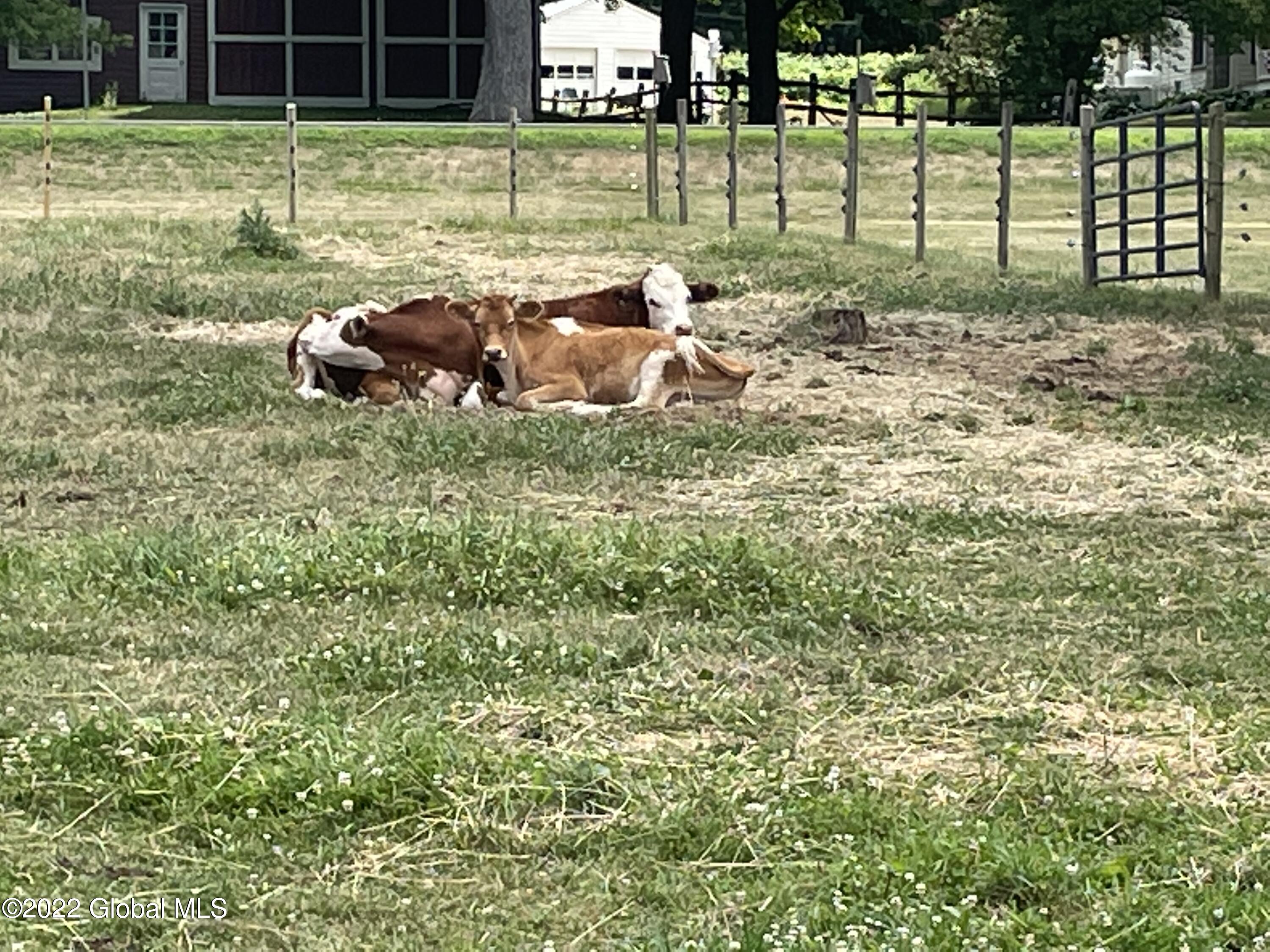 45 Grove Road Easton, NY 12154 - Photo 60 of 65 Cows