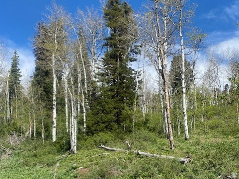 1798 West Alexander Road, Unit G65 Coalville, UT 84017 - Photo 4 of 11 Wooded landscape featuring a mix of evergreen and deciduous trees, with dense ground cover and natural terrain