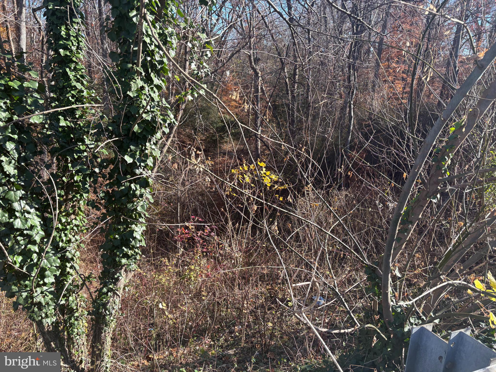 981 Ritchie Highway Arnold, MD 21012 - Photo 3 of 4 a backyard of a house with lots of trees
