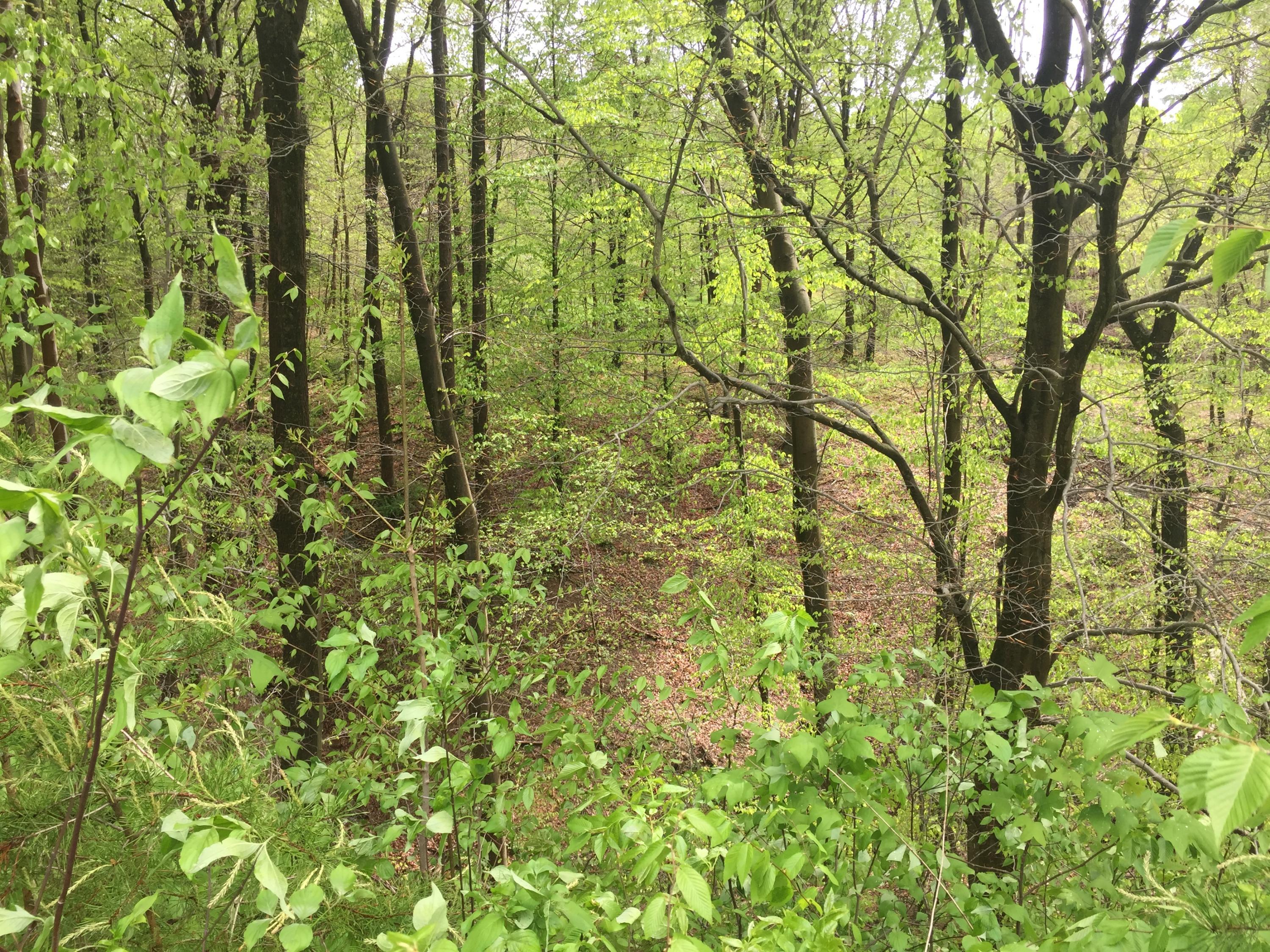 9121 Walnut Dowler Road Logan, OH 43138 - Photo 30 of 34