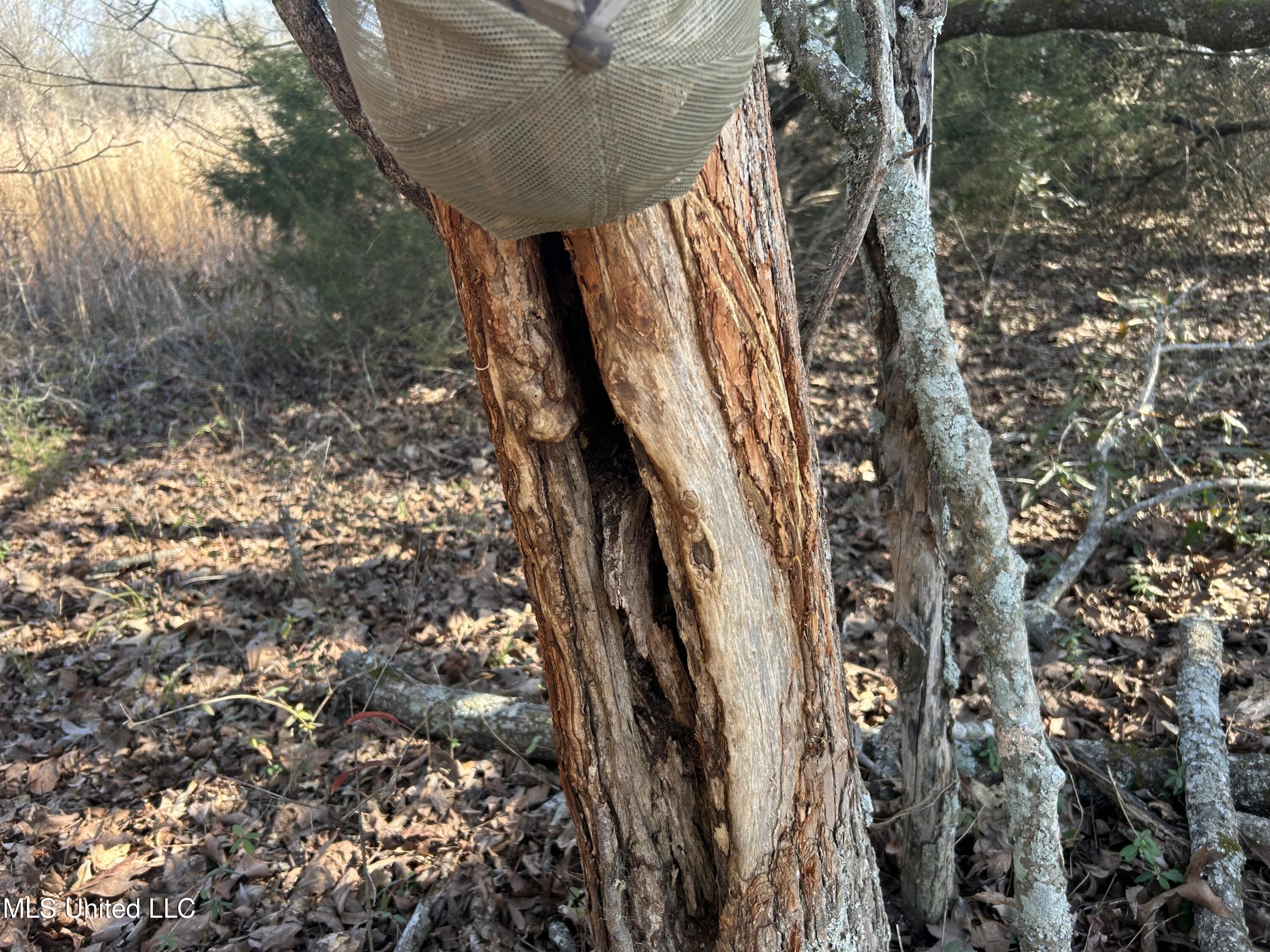 1296 Scotland Road Bentonia, MS 39040 - Photo 27 of 33 Photo Feb 09 2026, 1 38 37 PM