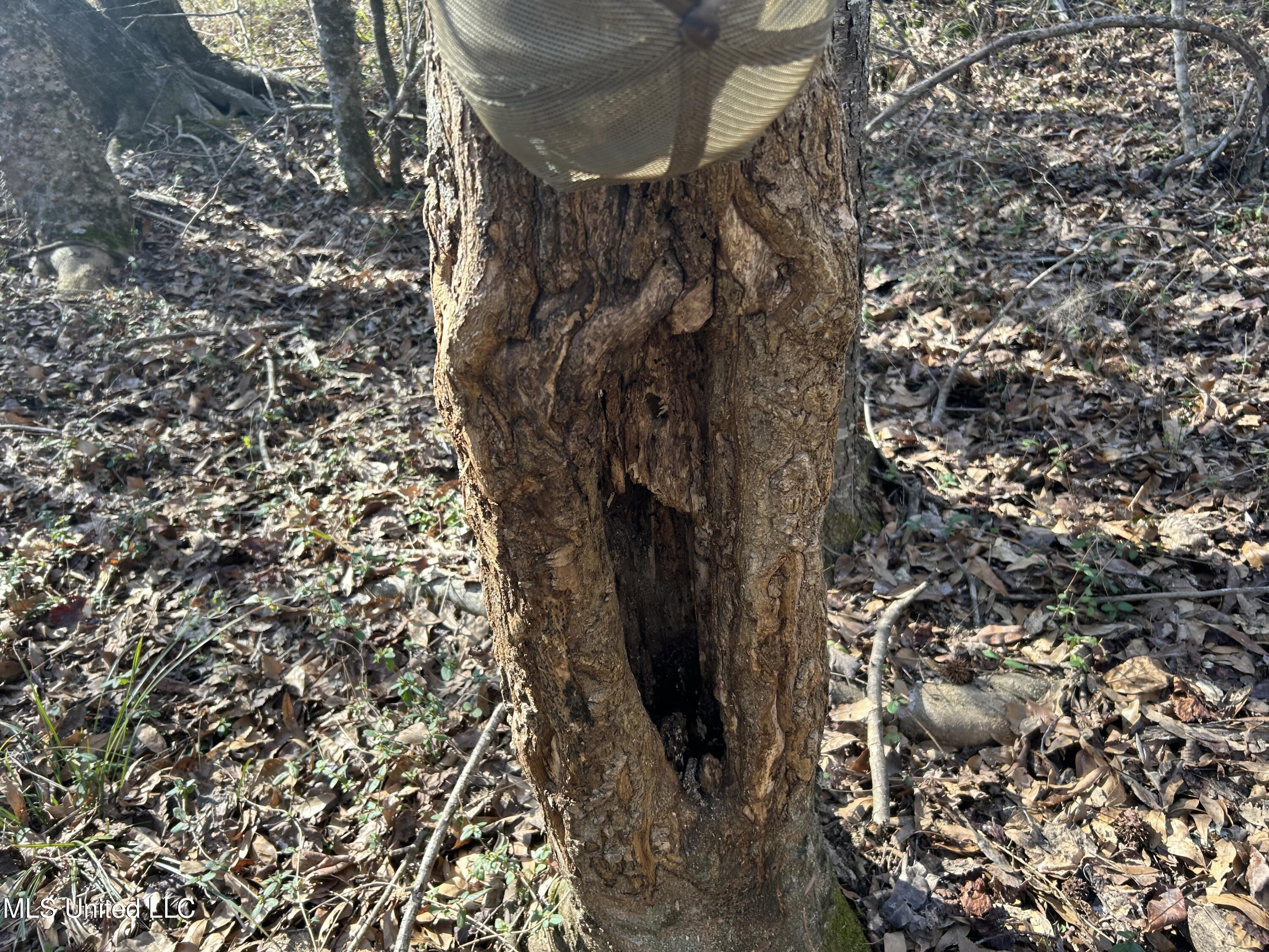 1296 Scotland Road Bentonia, MS 39040 - Photo 28 of 33 Photo Feb 09 2026, 1 41 00 PM