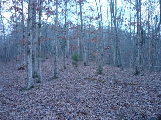 0 Slippery Creek Road Hohenwald, TN 38462 - Photo 14 of 14 Gallery Image 14
