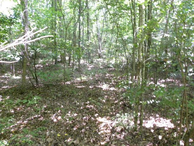 0 Slippery Creek Road Hohenwald, TN 38462 - Photo 3 of 14 Gallery Image 3