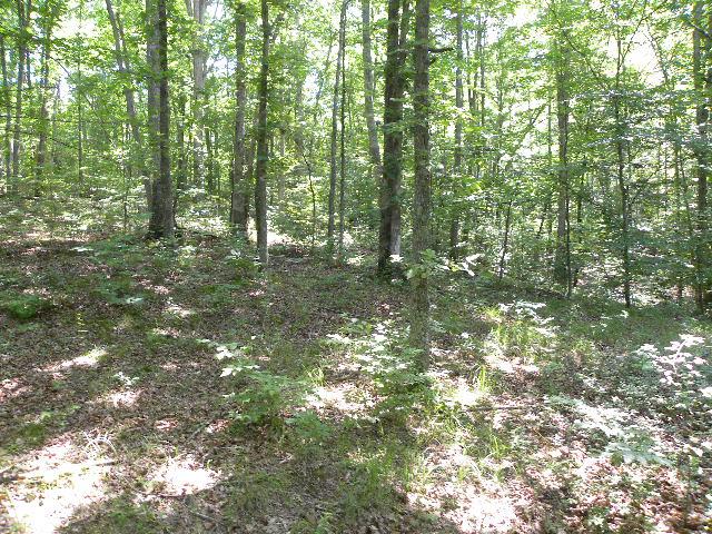 0 Slippery Creek Road Hohenwald, TN 38462 - Photo 8 of 14 Gallery Image 8