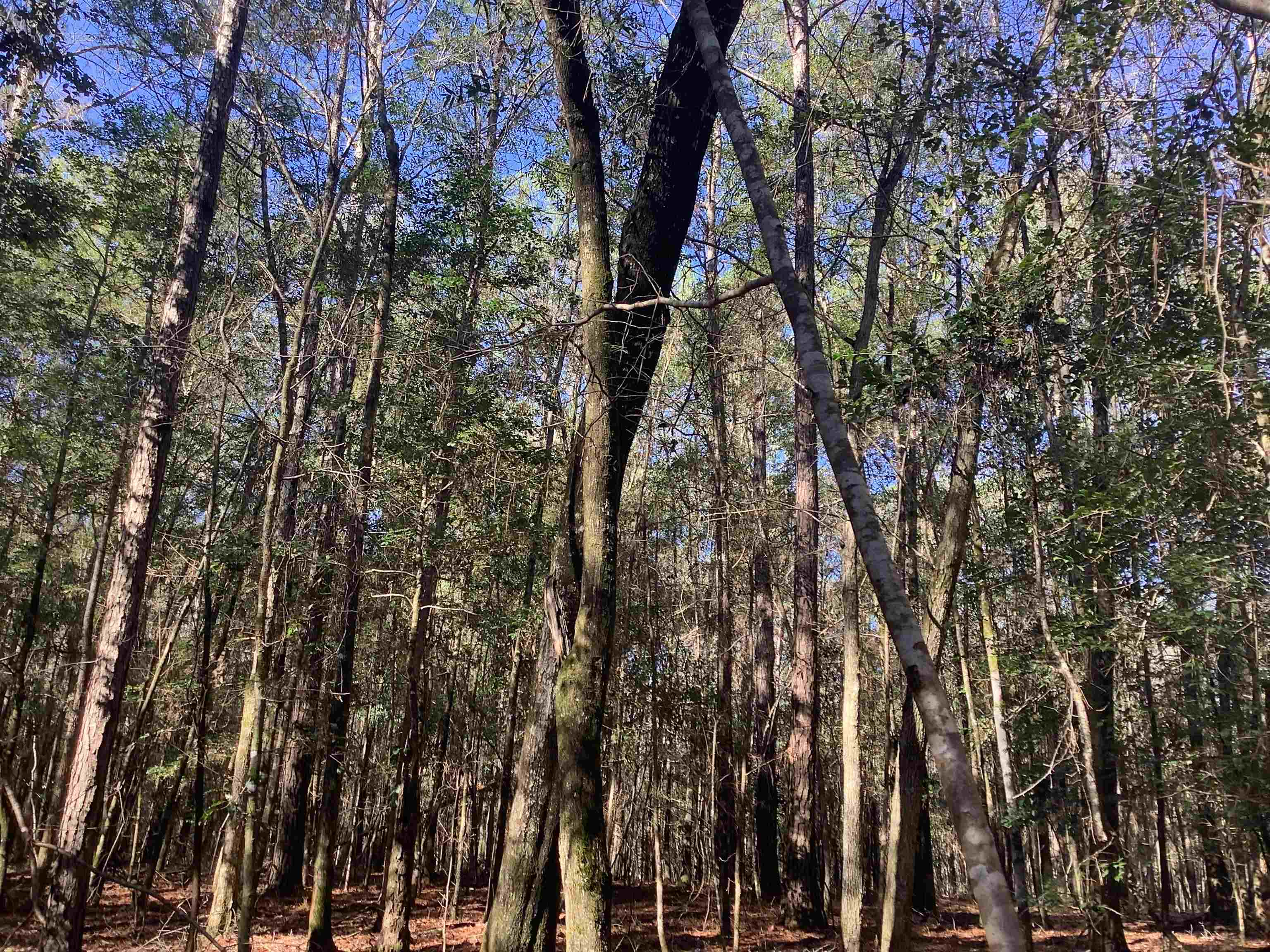20736 Ray Armstrong Road Andalusia, AL 36421 - Photo 36 of 41 Gallery Image 36