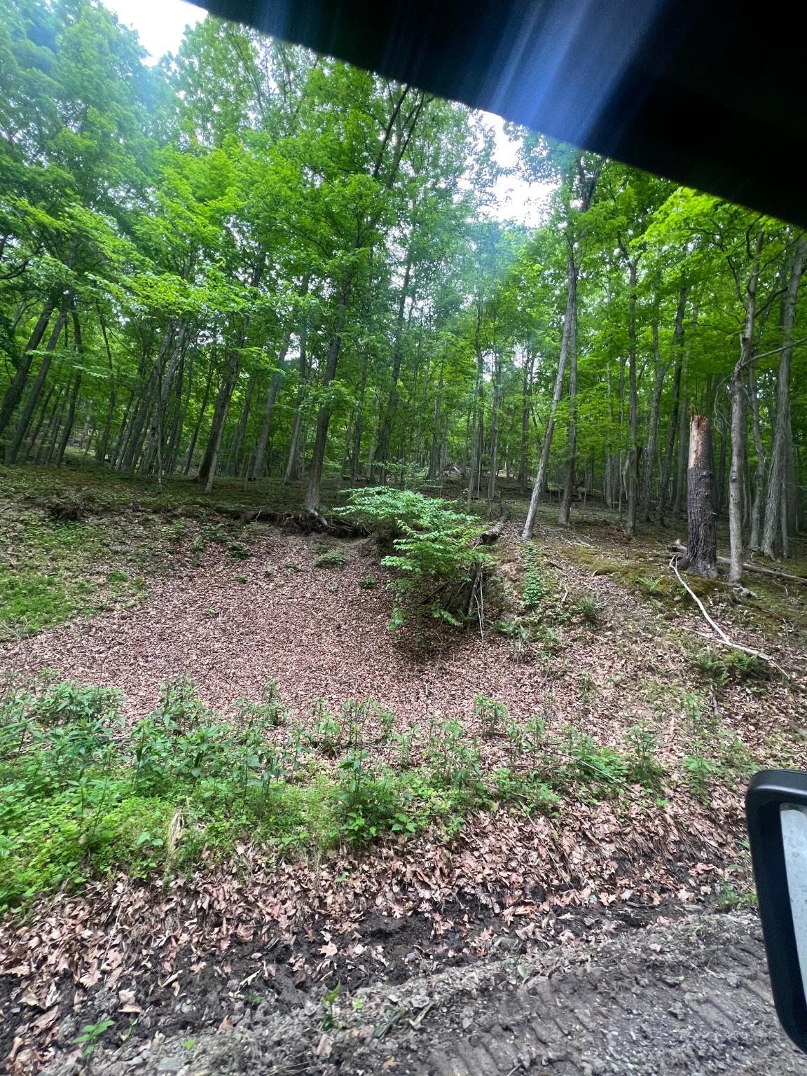 Edgar Lane Upper Tract, WV 26866 - Photo 14 of 22 Private wooded setting near Smoke Hole.