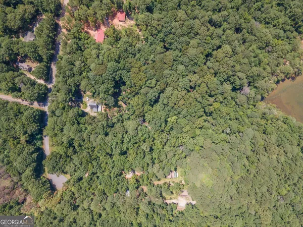 a view of a forest with a tree
