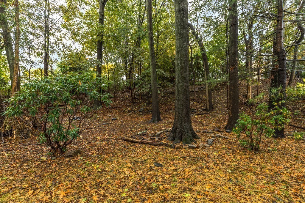 24 Gordon Road Milton, MA 02186 - Photo 29 of 30 a view of a forest filled with trees