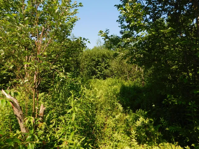 $145,000 | Lot # Mill Street, Lagrange, ME 04453