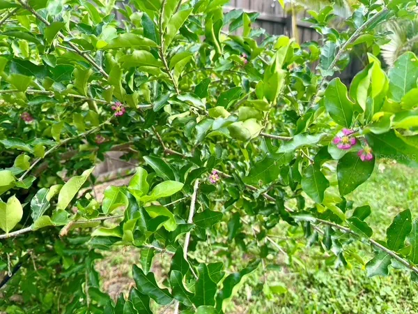a backyard of a house with outdoor seating and lake view