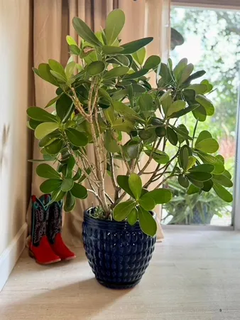 $4,000 | 1815 Barker Drive, Winter Park, FL 32789