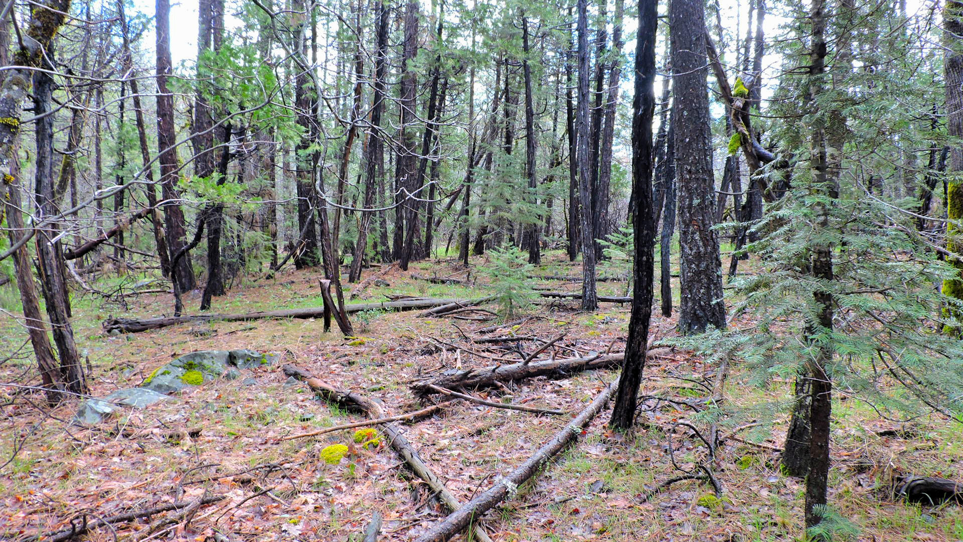 5.2-acres 5.2-acres Rl Smith Lumber Company Road Oak Run, CA 96069 - Photo 13 of 17 Smith Logging_03