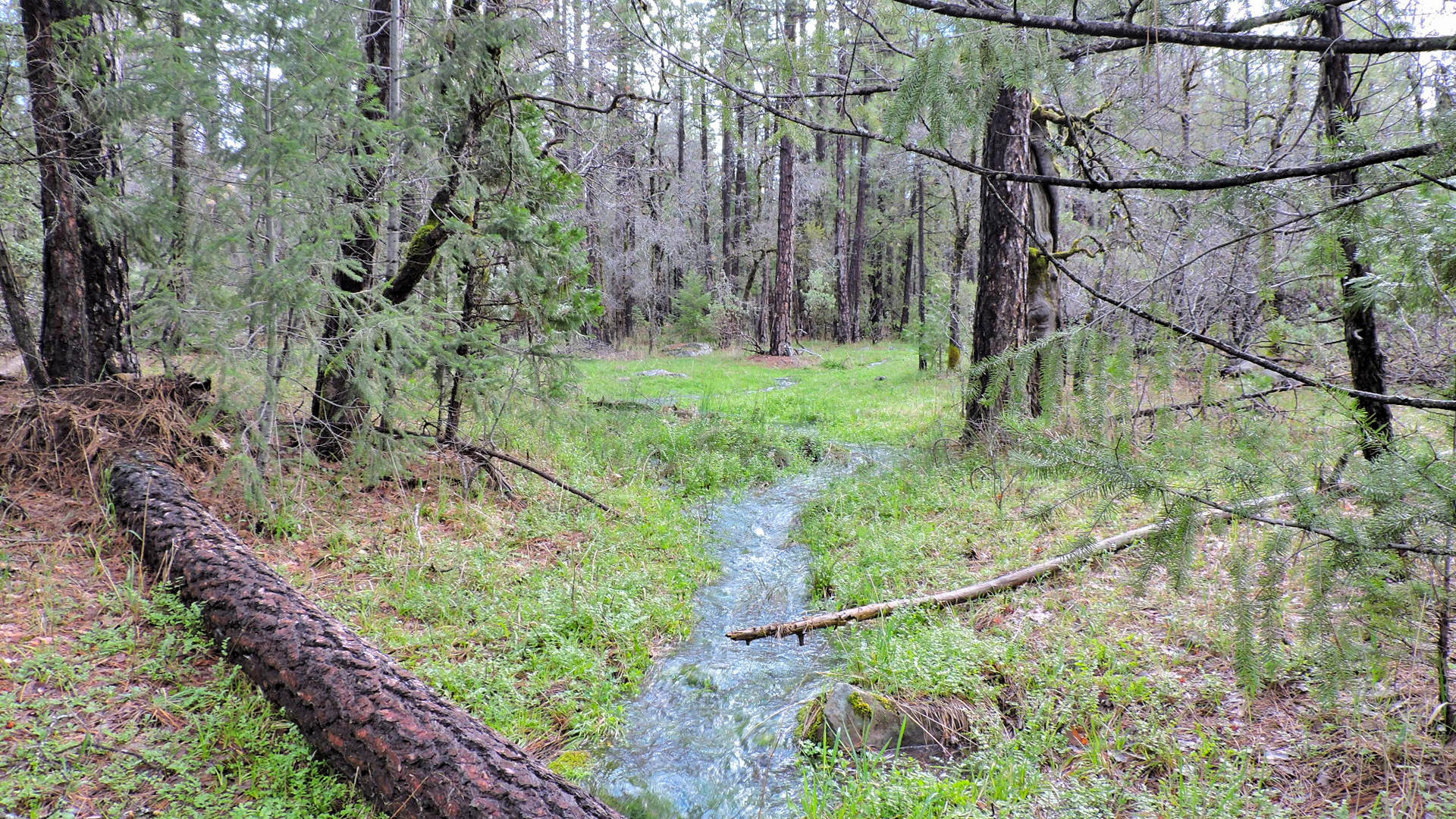 5.2-acres 5.2-acres Rl Smith Lumber Company Road Oak Run, CA 96069 - Photo 14 of 17 Smith Logging_06