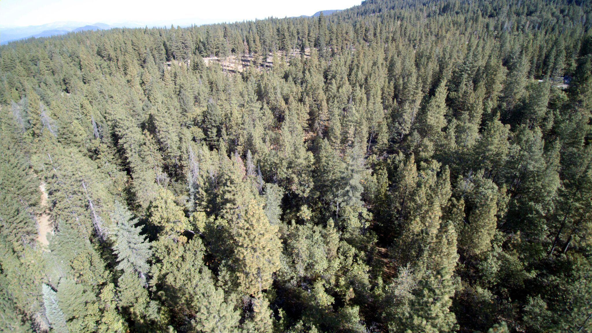 5.2-acres 5.2-acres Rl Smith Lumber Company Road Oak Run, CA 96069 - Photo 3 of 17 SmithCamp2-F04_preview
