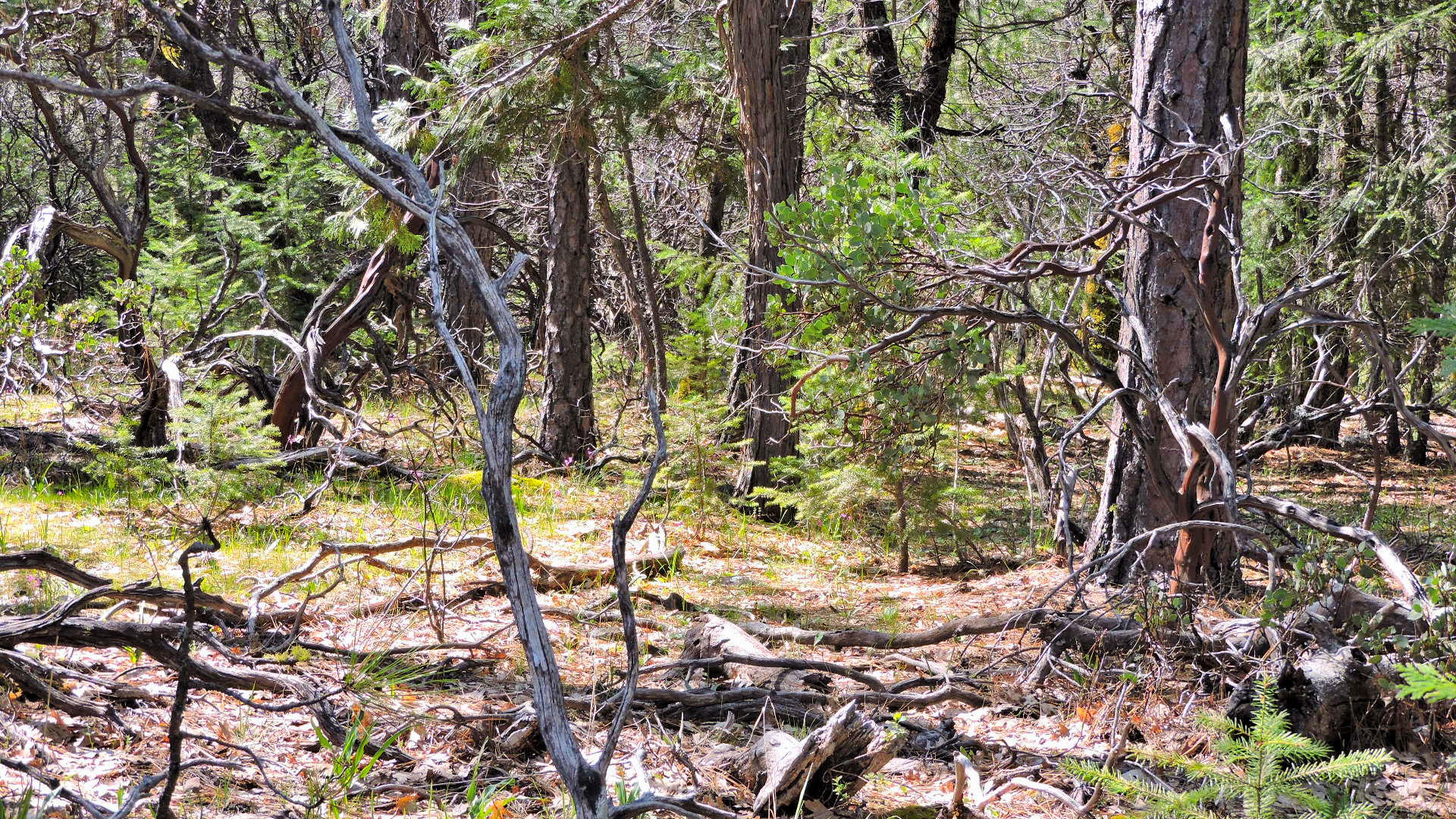 5.2-acres 5.2-acres Rl Smith Lumber Company Road Oak Run, CA 96069 - Photo 8 of 17 Smith Logging_53