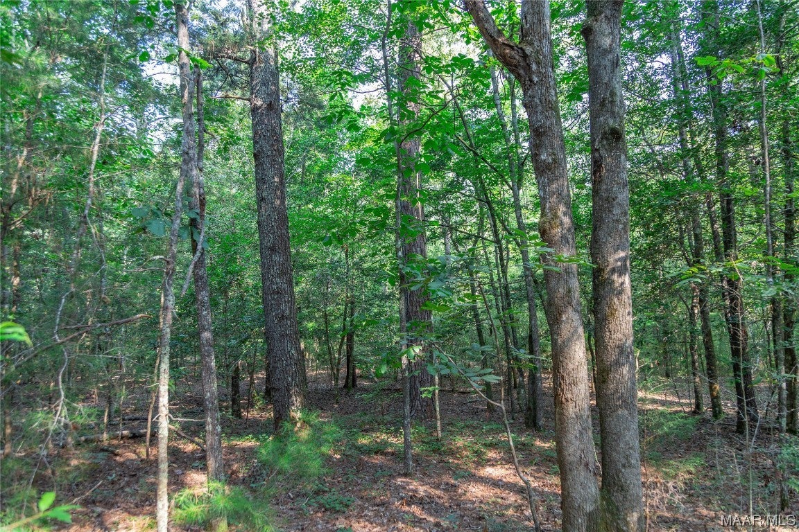 18.5-acres Free Road Brantley, AL 36009 - Photo 13 of 30 Gallery Image 13