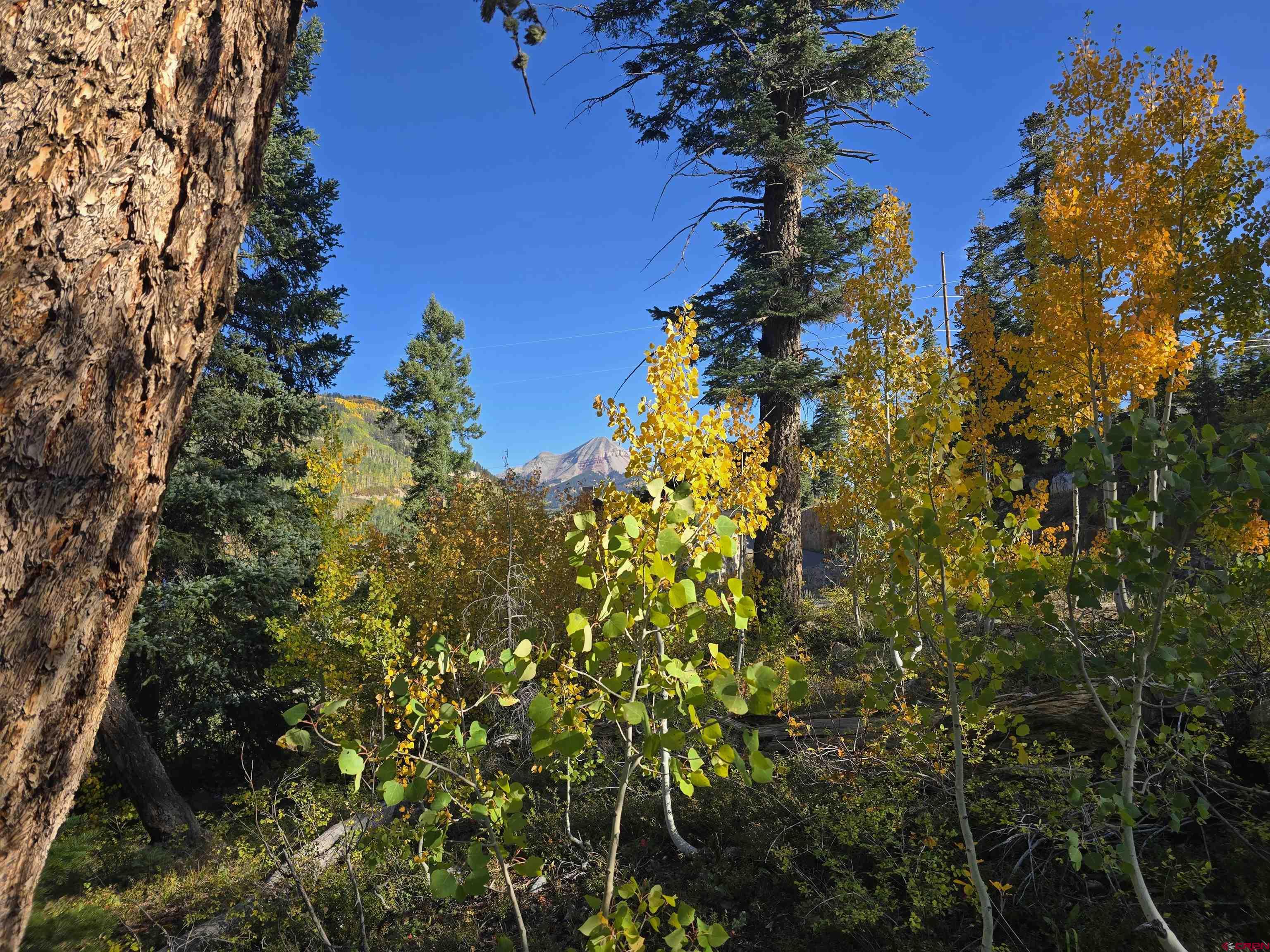 245 Engineer Drive Durango, CO 81301 - Photo 12 of 28 a view of a tree