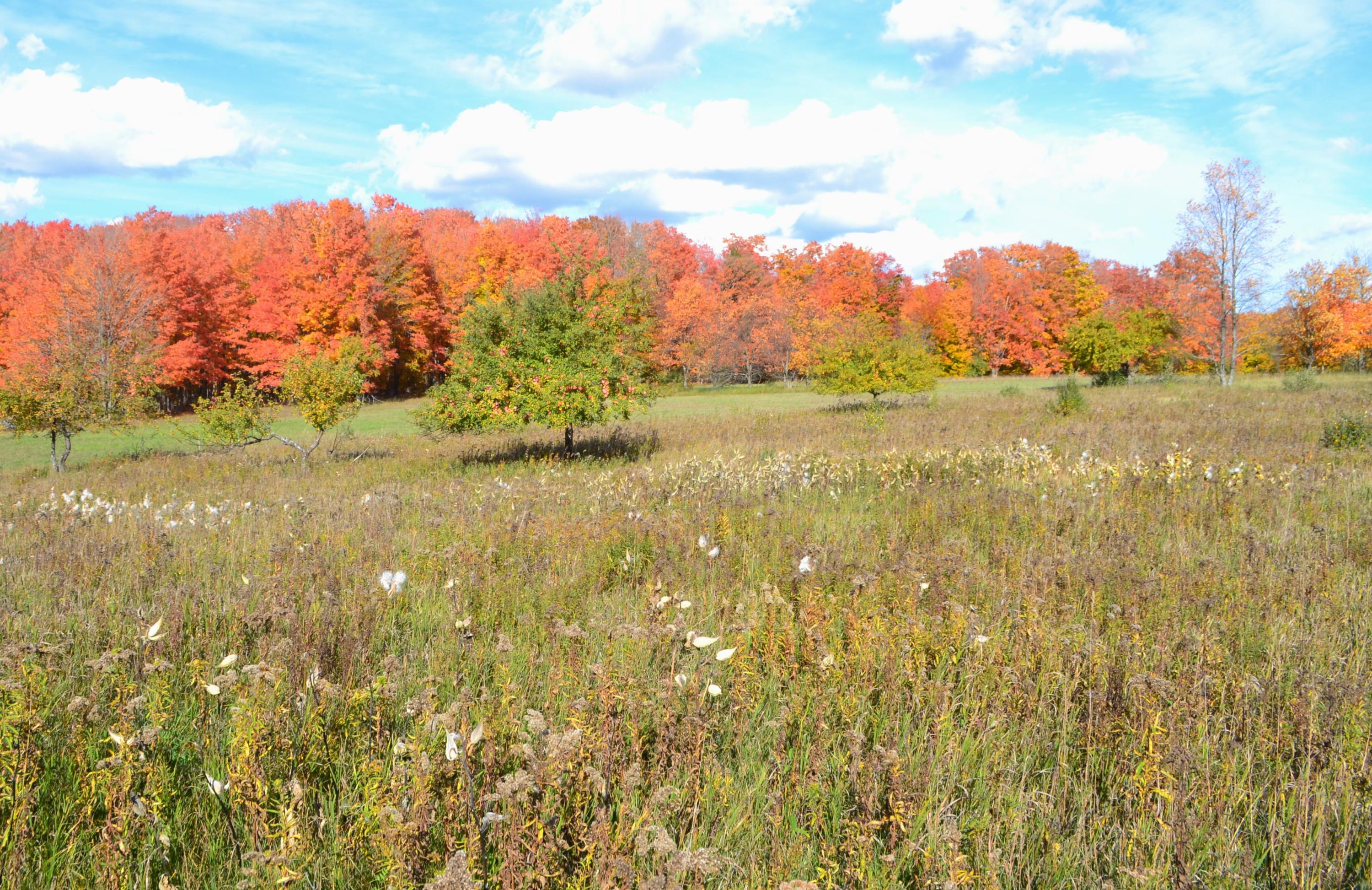 Lumsden Road Lachine, MI 49753 - Photo 9 of 14 Gallery Image 9