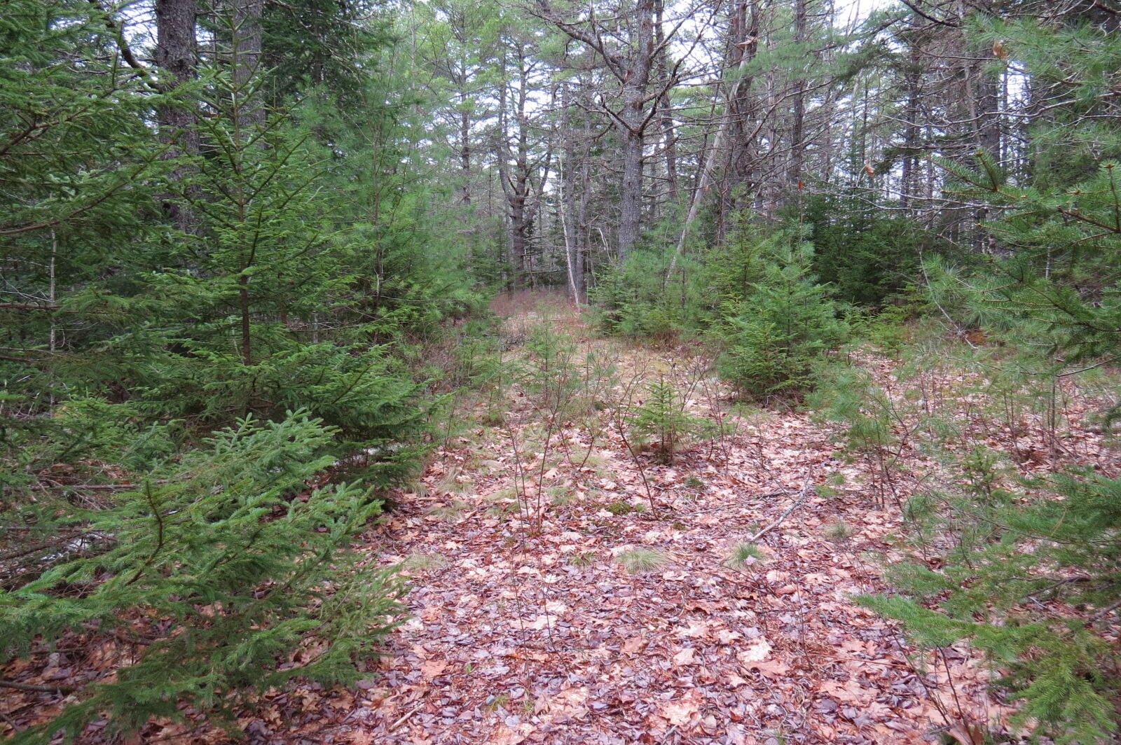 23 Porcupine Road Sullivan, ME 04664 - Photo 1 of 27 IMG_0187