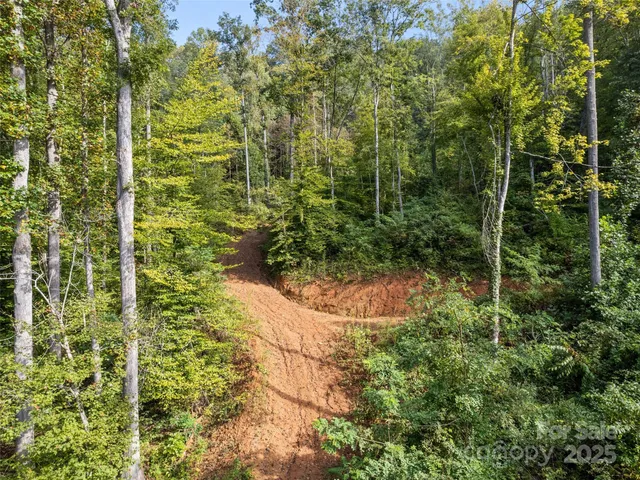 a view of a yard with plants and trees